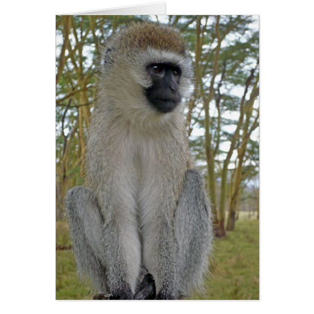 Vervet Monkey (Front)