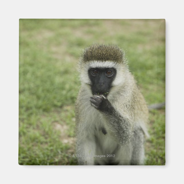 Vervet monkey eating, Africa Magnet (Front)