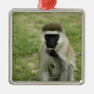 Vervet monkey eating, Africa Metal Ornament
