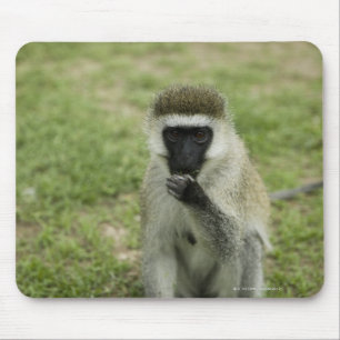 Vervet monkey eating, Africa Mouse Pad