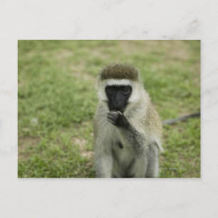 Vervet monkey eating, Africa Postcard