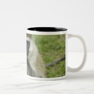 Vervet monkey eating, Africa Two-Tone Coffee Mug