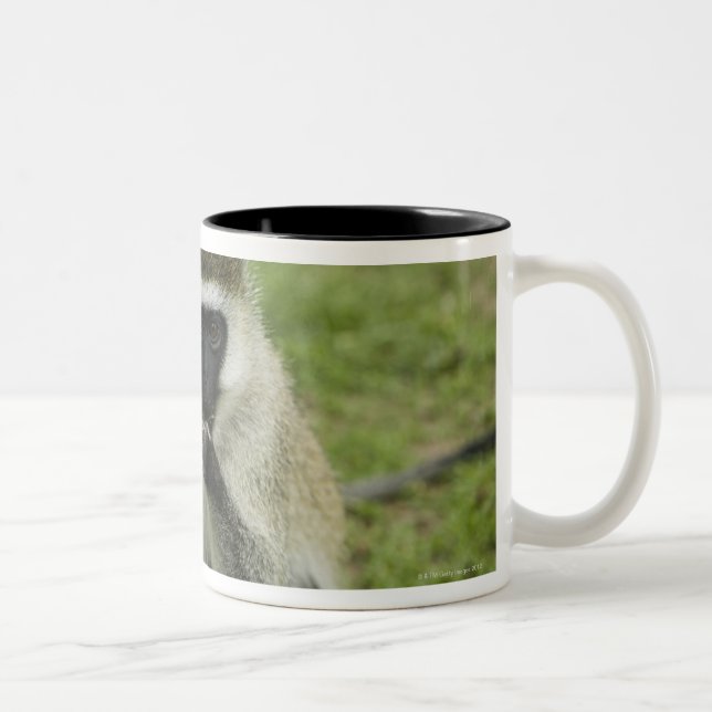 Vervet monkey eating, Africa Two-Tone Coffee Mug (Right)