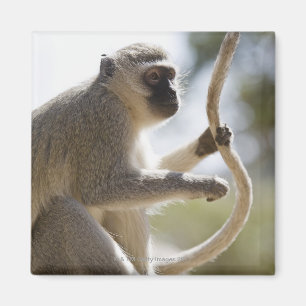 Vervet monkey holding tail magnet