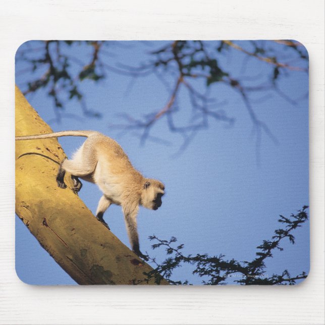 Vervet monkey on tree branch , Serengeti Mouse Pad (Front)
