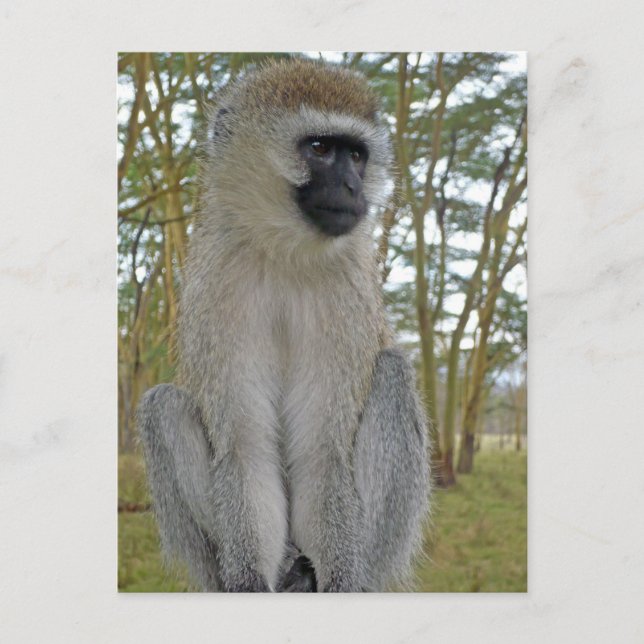 Vervet Monkey Postcard (Front)