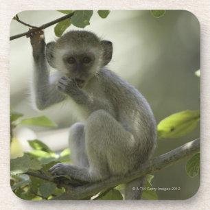 Vervet Monkey, Zimbabwe Coaster