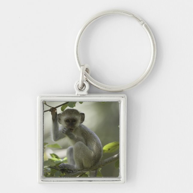 Vervet Monkey, Zimbabwe Key Ring (Front)