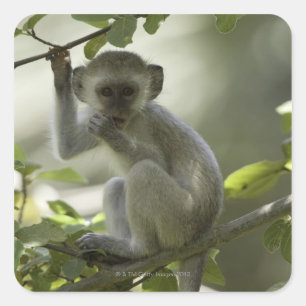 Vervet Monkey, Zimbabwe Square Sticker