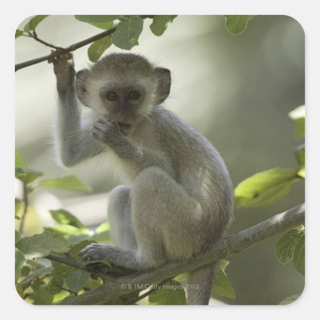 Vervet Monkey, Zimbabwe Square Sticker (Front)