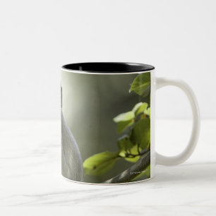 Vervet Monkey, Zimbabwe Two-Tone Coffee Mug