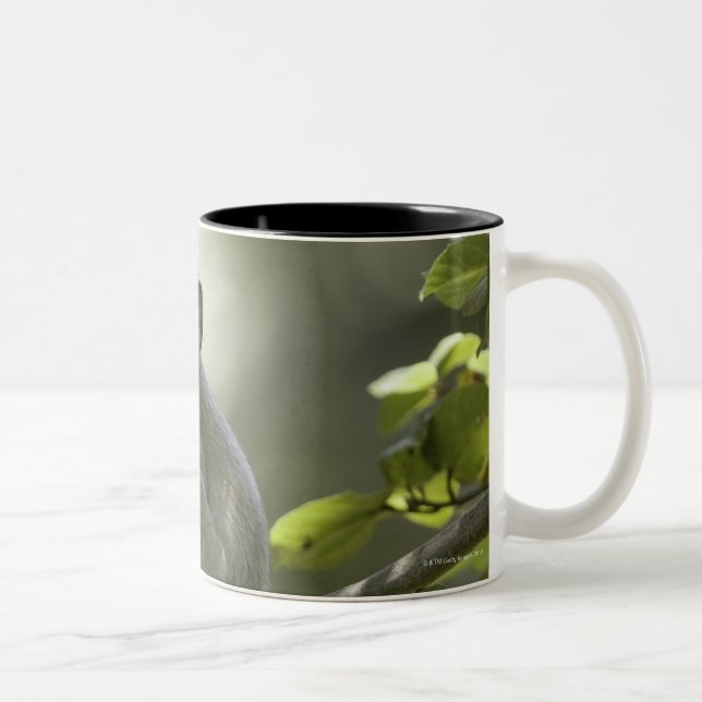 Vervet Monkey, Zimbabwe Two-Tone Coffee Mug (Right)