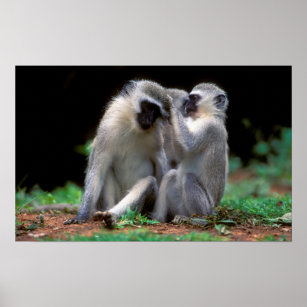 Vervet Monkey's (Cercopithecus Aethiops) Poster