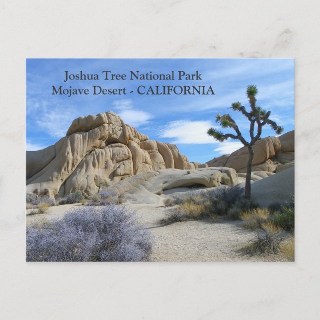 Very Beautiful Joshua Tree Postcard! Postcard (Front)
