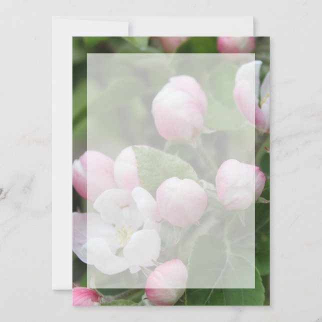 Very beautiful spring, summer pink apple flowers. (Front)