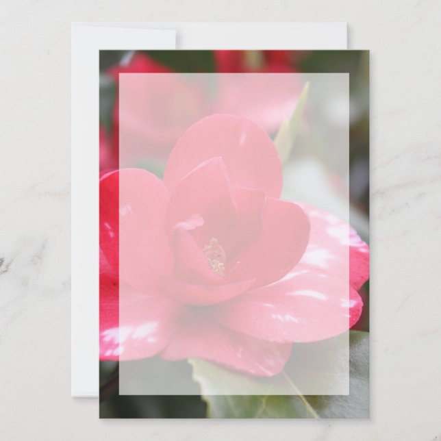 Very beautiful spring, summer pink azalea flower. (Front)