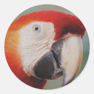 Very Cool Parrot Sheet of Stickers