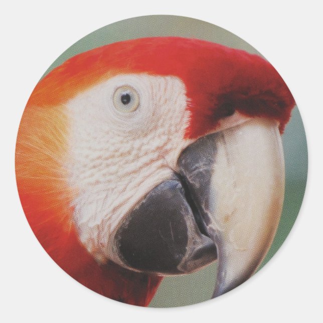Very Cool Parrot Sheet of Stickers (Front)