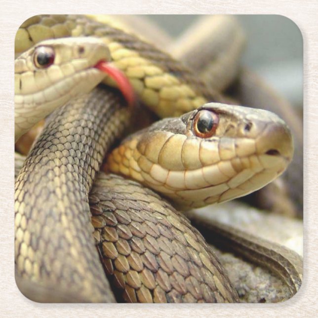 Very Cool Snakes Coaster Set (Front)
