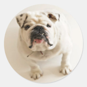Very Cute Bulldog Classic Round Sticker