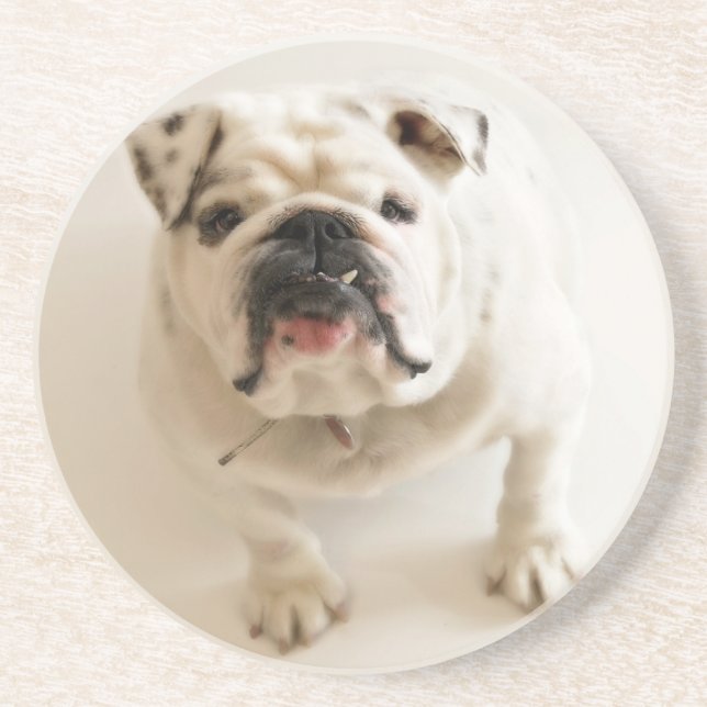 Very Cute Bulldog Coaster (Front)