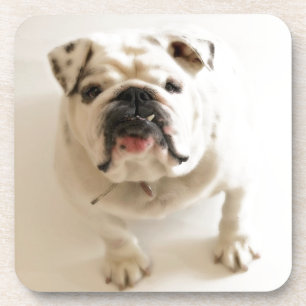Very Cute Bulldog Coaster