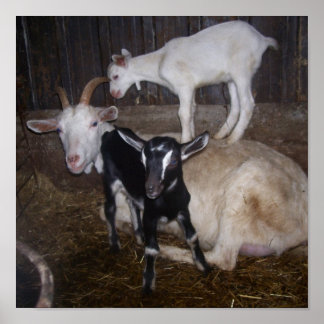 VERY CUTE GOAT PICTURE. POSTER