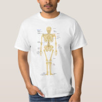 Very Cute Human Skeleton with Labels