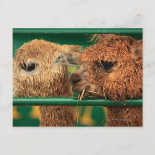 very cute lamas both looking at something off postcard