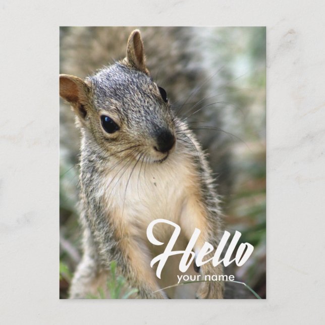 Very cute lovely squirrel hello postcard (Front)