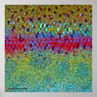 Very Large Rainbow Trout Poster