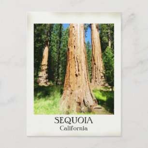 Very Nice Sequoia Postcard! Postcard