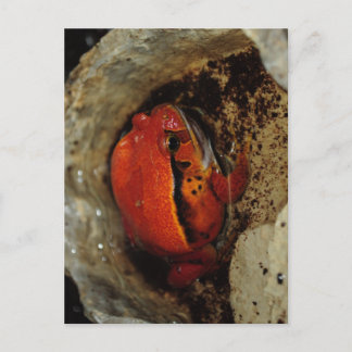 Very nice tomato frog. Frog with unusual colour. Postcard