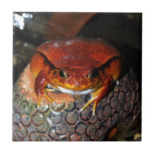 Very nice tomato frog. Frog with unusual colour. Tile