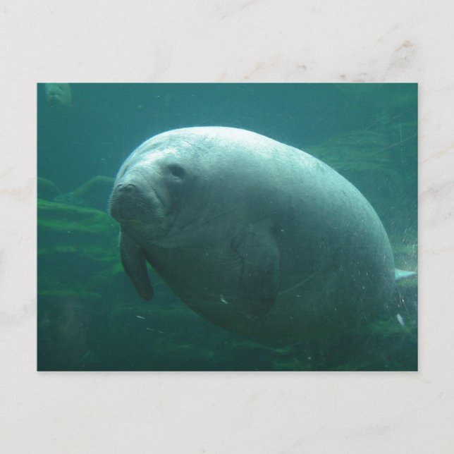 Very Round Manatee With Nice Face Postcard (Front)