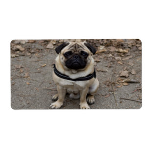 Very Serious Pug