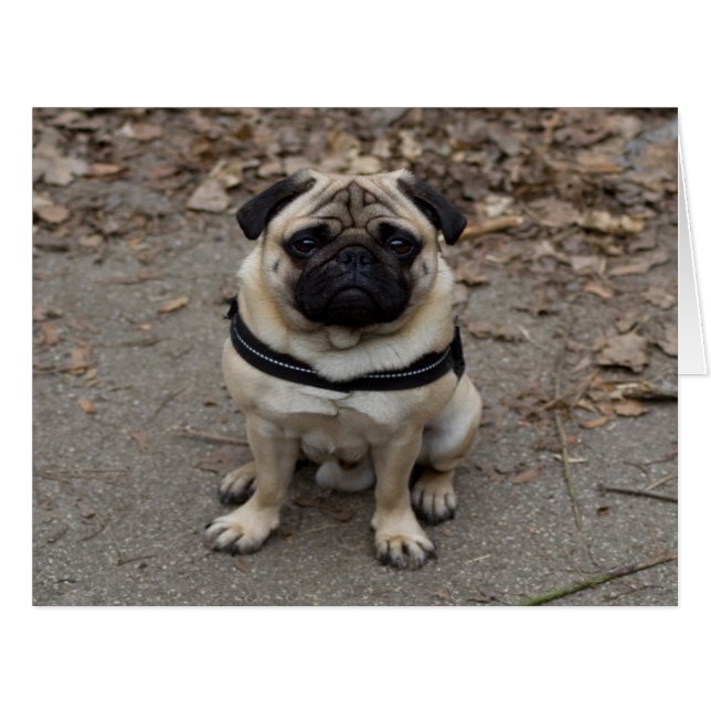Very Serious Pug (Front Horizontal)