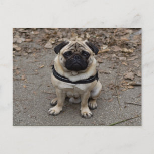 Very Serious Pug Postcard
