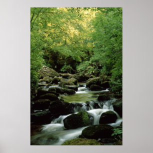Very Special Woodland Stream Poster. Poster