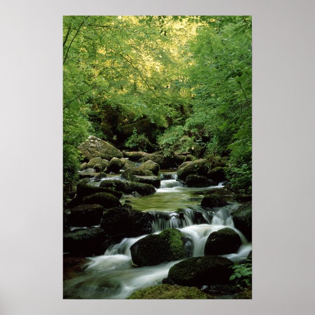 Very Special Woodland Stream Poster. Poster (Front)