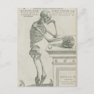 Vesalius Skeletal Image Postcard