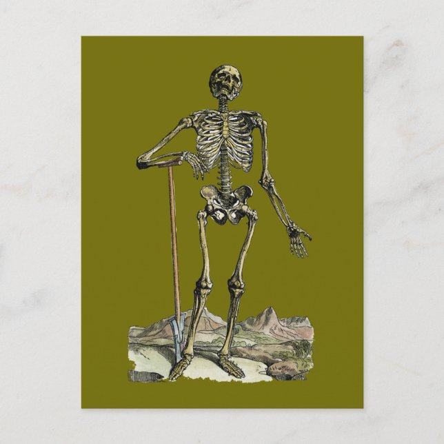Vesalius: Skeletal System Postcard (Front)