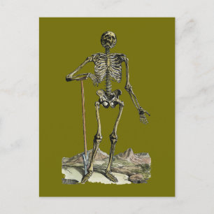 Vesalius: Skeletal System Postcard