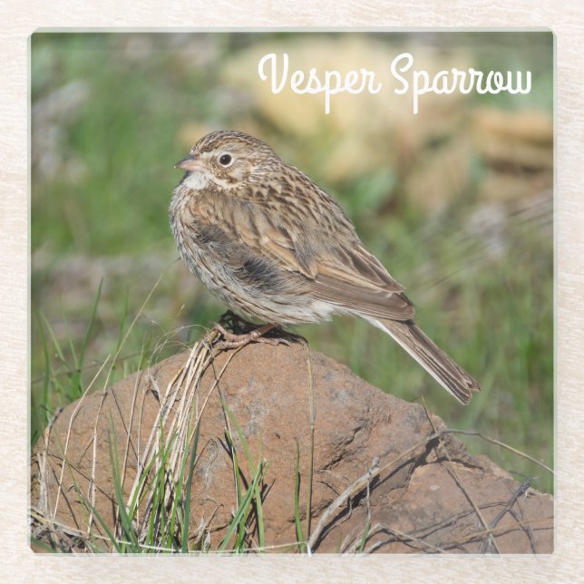 Vesper Sparrow Glass Coaster (Front)