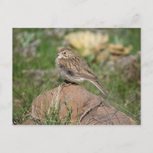 Vesper Sparrow Postcard