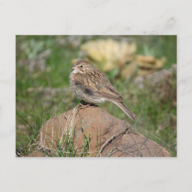 Vesper Sparrow Postcard (Front)