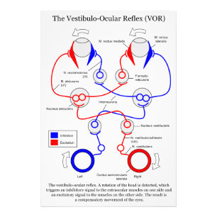 Vestibulo Ocular Reflex VOR Eye Movement Stabilise Photo Print