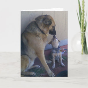 Vet Graduate Congratulations Graduation Dogs Pets Card