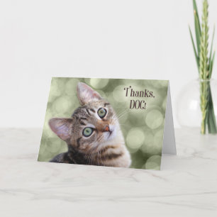 Veterinarian from the Cat Tabby Kitten Thank You Card