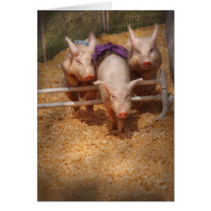 Veterinarian - Getting past hurdles